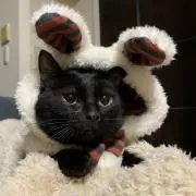 ともみの画像