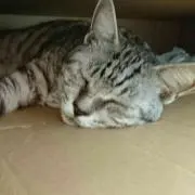sho