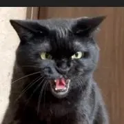 猫使い
