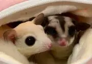 モモンガの画像