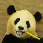 ケンタウロ