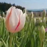 きりたんぽの画像