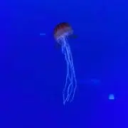 籾殻マスター