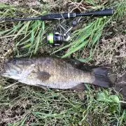 Basser