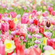 Flower✿の画像