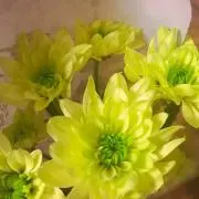 kikkiの画像