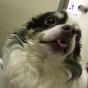 こてまろの画像