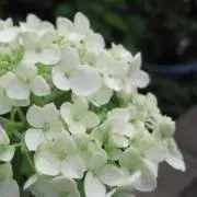 あじさいの画像