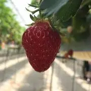 いちごのまくらの画像