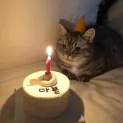 Yの画像