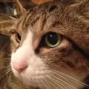 歓迎即購入モグとグリの画像