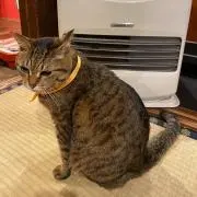 ありしゃん