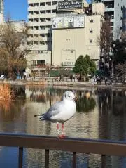 佐藤 桜の画像
