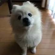 yumi's shopの画像