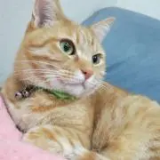 みすずの画像