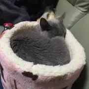 ろっしー