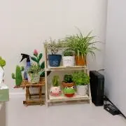 アヒル