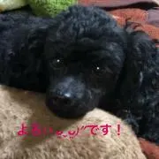 Yupion