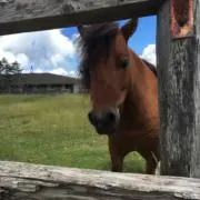 Uの画像