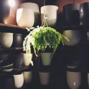 コレクターの画像