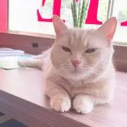 サクラの画像