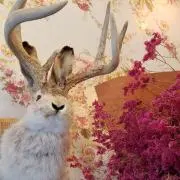 ぽの画像
