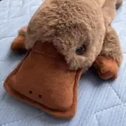 カモノハシの画像