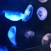 ニコルの画像