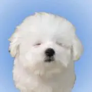 犬の画像