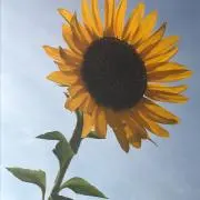 ココちゃん