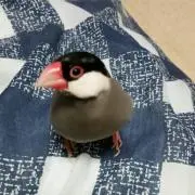 ねぎま※プロフ必読の画像