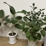 marukoの画像
