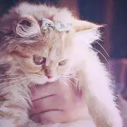 おもち＊*プロフィール必読の画像