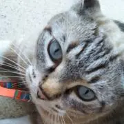 UKSの画像