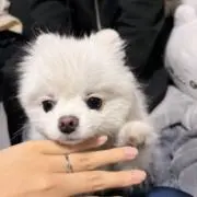 凛の画像