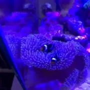くみたくの画像