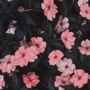 Lui