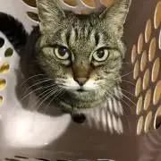ミカの画像