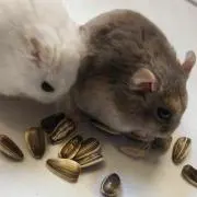 あゆあの画像