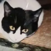 かぎしっぽ