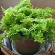 ガジュマルの画像