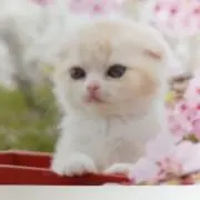 ねこの画像