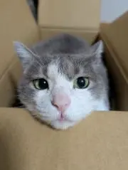 サクラモチの画像
