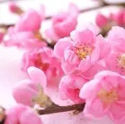 レトロ ミニーマウス ハート壁掛け（タペストリー）☆ヴィンテージ 