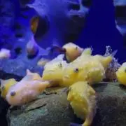 ゆりもん
