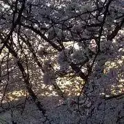 三河の画像