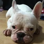 ちーすけ