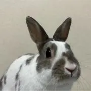 りーの画像