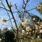 Piiの画像