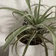 たなみの画像